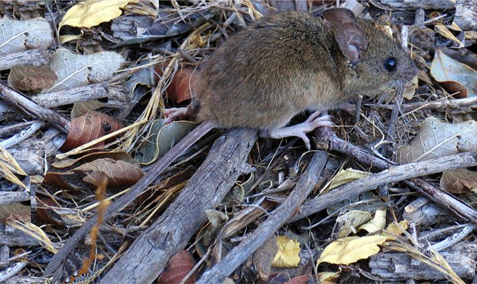 Falleció una adolescente por hantavirus en Chubut