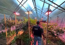 Gendarmería desmanteló un invernadero de cannabis en Bariloche y secuestró más de 28 kilos de marihuana