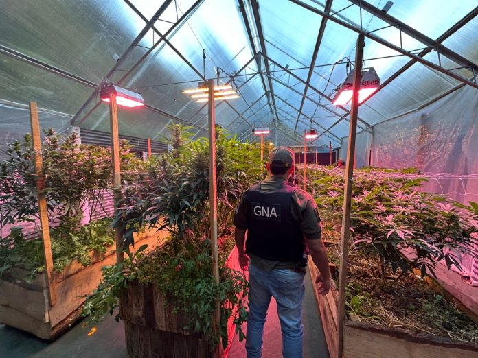 Gendarmería desmanteló un invernadero de cannabis en Bariloche y secuestró más de 28 kilos de marihuana