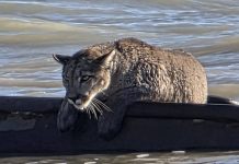 Inusual avistamiento en Santa Cruz: un puma apareció sobre los restos de un barco semihundido frente a la costa