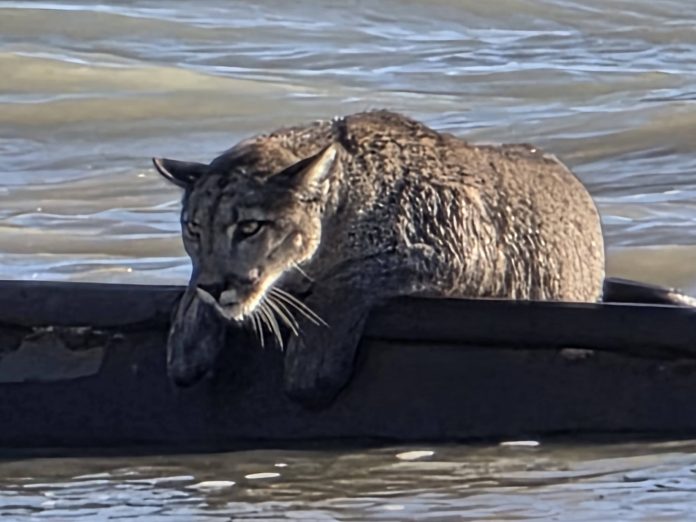 Inusual avistamiento en Santa Cruz: un puma apareció sobre los restos de un barco semihundido frente a la costa