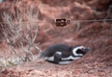 La masacre de pingüinos en Punta Tombo: el fallo que mira el mundo y podría cambiar la jurispridencia