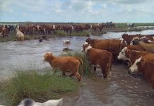 Los impactantes videos de las inundaciones en el norte de Santa Fe y los operativos para rescatar a las vacas