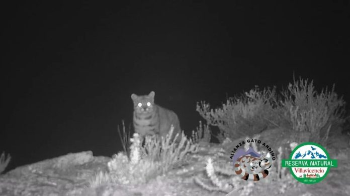 Mendoza: captaron imágenes del “Fantasma de Los Andes”, un gato andino del que quedan pocos ejemplares
