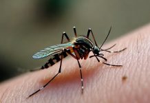 Nuevos casos de chikungunya en Córdoba: ya son 8 contagios confirmados