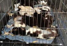 Rescataron 33 gatos hacinados en una casa de Rosario y ahora los ofrecen en adopción