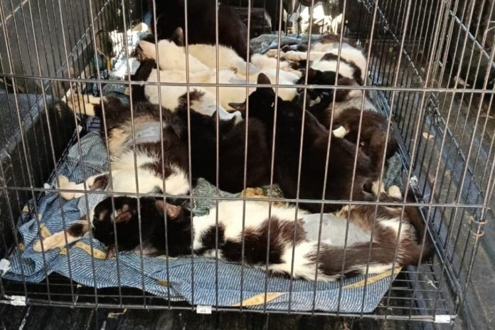 Rescataron 33 gatos hacinados en una casa de Rosario y ahora los ofrecen en adopción