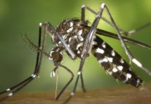 Se registró la primera muerte por chikungunya en Salta y hay más de 500 casos