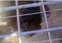 Un caballo se cayó a un pozo ciego en La Rioja: cómo fue el operativo para rescatarlo