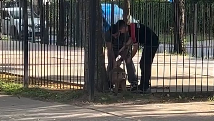 Un carpincho quedó atrapado entre las rejas de un parque en Pilar y la Policía realizó un operativo para liberarlo