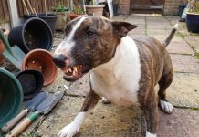 Un hombre murió por una mordida cuando intentó intervenir en una brutal pelea entre sus tres perros