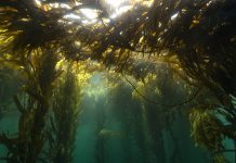 Viaje a los bosques argentinos que no se ven: el proyecto que impulsa la cosecha de algas marinas en el mar patagónico
