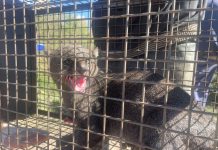 Atraparon a un yaguarundí en una casa de Córdoba, quedó al resguardo en una reserva natural y luego fue liberado