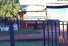 “Había sangre por todos lados”: un perro atacó brutalmente a un niño de 11 años en Misiones