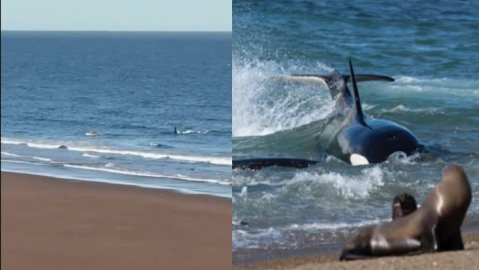 Habló el kayakista que fue perseguido por una orca: “Le grité para que se diera cuenta de que no era comida”