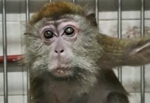 Los últimos siete macacos del exbioterio siguen encerrados en un subsuelo de Saavedra: “El sufrimiento que están pasando es terrible”