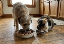 Tener mascota y alquilar: el choque entre inquilinos y propietarios que se profundiza