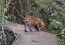 Un grupo de turistas logró filmar por primera vez a un yaguareté que nació en los Esteros del Iberá