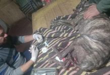 Un hombre fue atacado por un jabalí, quedó malherido y un perro lo defendió: “Si no fuera por él, no estaría acá”