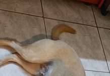 Abandonó a un perro en la calle y todo quedó grabado por una cámara de seguridad: ahora le buscan un nuevo hogar