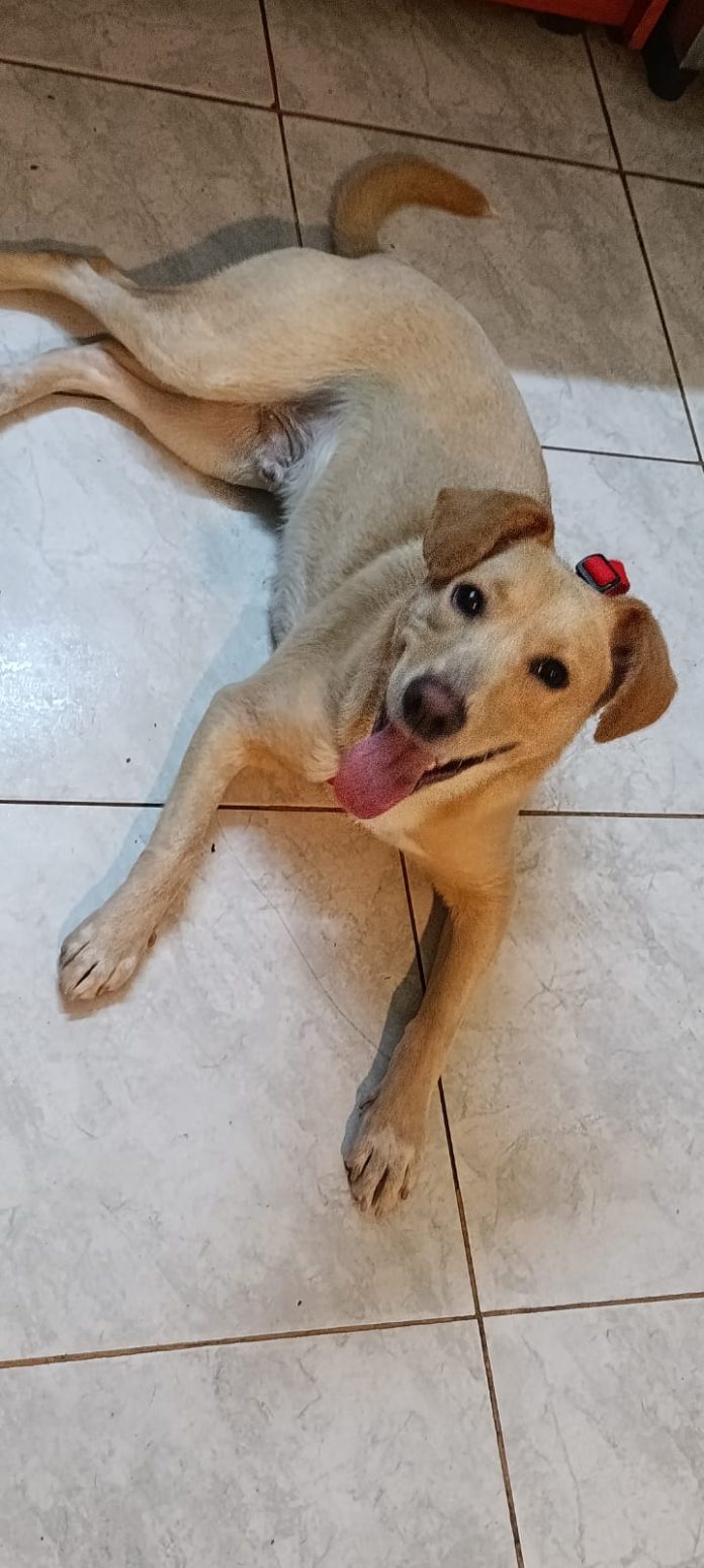 Abandonó a un perro en la calle y todo quedó grabado por una cámara de seguridad: ahora le buscan un nuevo hogar