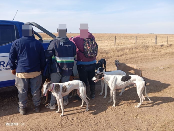 Córdoba: detuvieron a 15 cazadores furtivos con decenas de perros galgos en cuatro operativos en zonas rurales