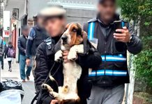Desmantelaron un criadero ilegal en Almagro: imputaron al dueño por maltrato animal y rescataron 14 perros