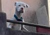 Desnutrido y abandonado: así rescataron a un dogo argentino que Claudio Barrelier tenía en la casa donde habría asesinado a Agostina Vega