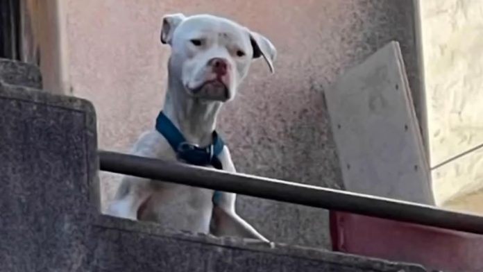Desnutrido y abandonado: así rescataron a un dogo argentino que Claudio Barrelier tenía en la casa donde habría asesinado a Agostina Vega