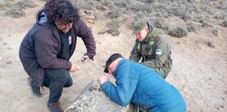 Hallaron tres bosques petrificados de 50 millones de años en Río Negro que revelan una Patagonia desconocida