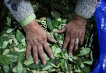 Por la crisis en Bolivia, subió el precio de la hoja de coca: las reacciones en Salta y Jujuy