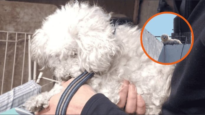 Rescataron a un caniche abandonado en la terraza de una casa en Rosario y buscan una familia que lo adopte
