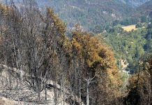 Tragedia en Río Negro: un hombre cortaba leña con una motosierra y murió aplastado por un árbol