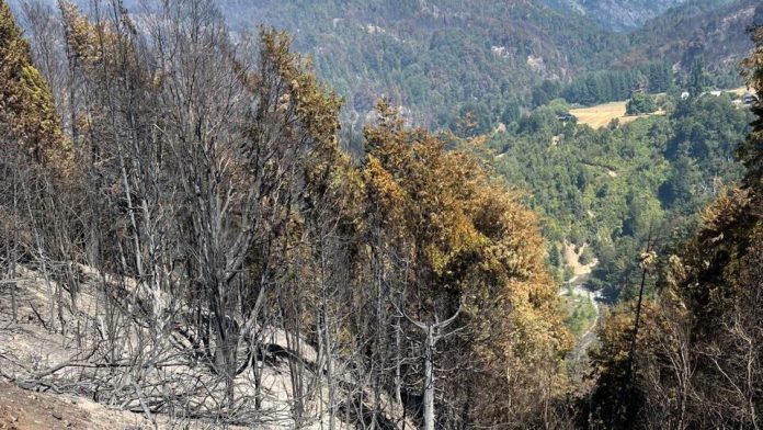 Tragedia en Río Negro: un hombre cortaba leña con una motosierra y murió aplastado por un árbol