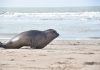Una cría de elefante marino rescatada al nacer regresó al mar: siete meses de rehabilitación y el costo de la imprudencia humana