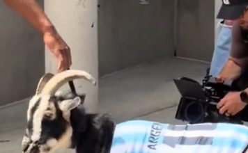 Una estrella de la NFL rindió homenaje a Lionel Messi con una cabra en el Mundial