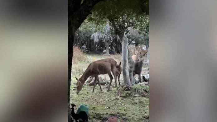 Una familia filmó a ciervos caminando junto a su casa en un hecho inusual en la zona urbana de Bariloche