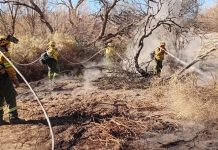 Detuvieron a un sospechoso por los incendios que arrasaron más de 200 hectáreas en Cafayate