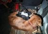 Impactante rescate de una perra y sus ocho cachorros: una bombera tuvo que meterse en una cañería para salvarlos