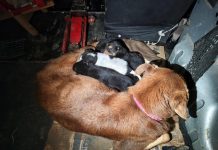 Impactante rescate de una perra y sus ocho cachorros: una bombera tuvo que meterse en una cañería para salvarlos