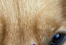 Maltrato animal en Villa Devoto: un hombre dijo haber sido mordido por un labrador y le disparó en la cara