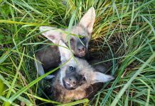 Reinsertaron a dos ejemplares de aguará guazú en los Esteros del Iberá que habían sido rescatados en graves condiciones