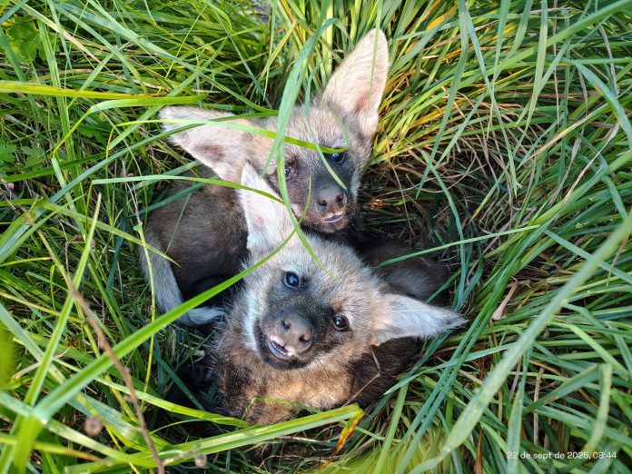 Reinsertaron a dos ejemplares de aguará guazú en los Esteros del Iberá que habían sido rescatados en graves condiciones
