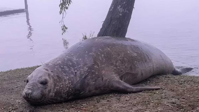 Sorpresa en Escobar por la aparición de un elefante marino