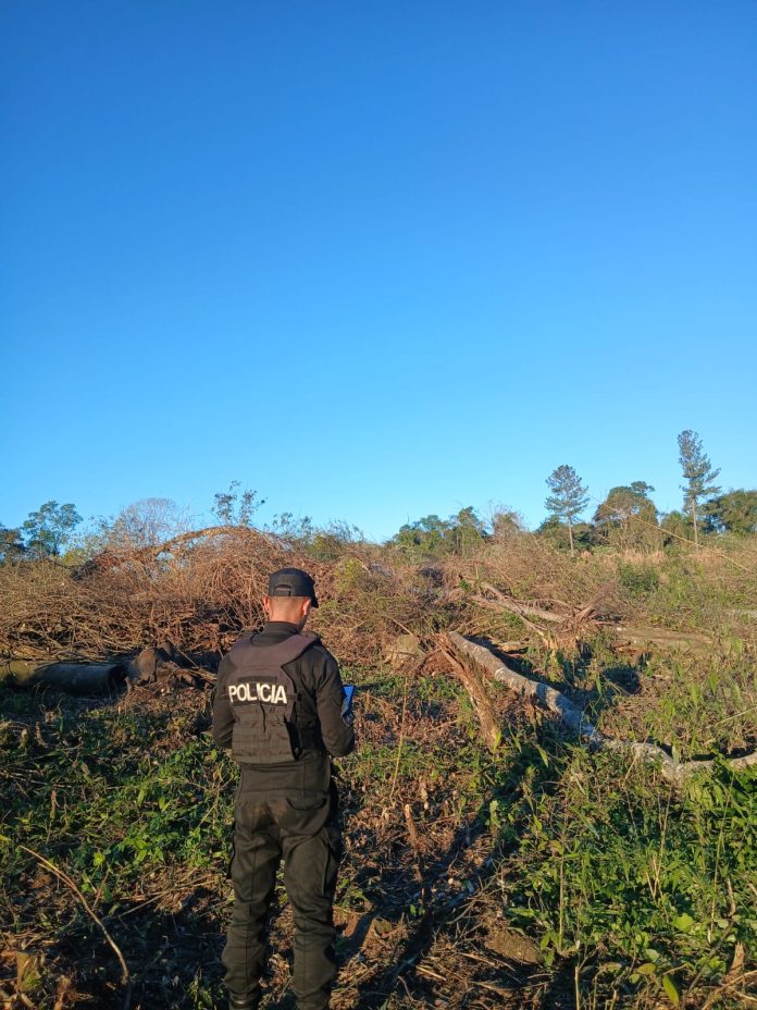 Tragedia en Misiones: un hombre recolectaba leña en el campo y murió aplastado por un árbol