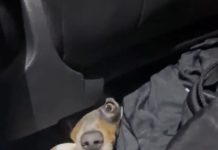 Trece perros salchicha fueron rescatados en el paso fronterizo de Colón: estaban ocultos en un auto sin documentación