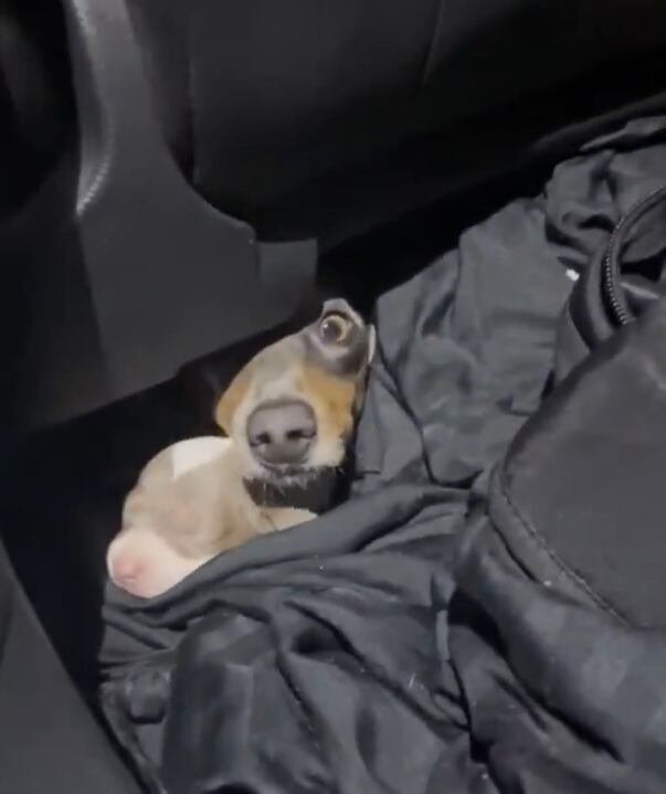 Trece perros salchicha fueron rescatados en el paso fronterizo de Colón: estaban ocultos en un auto sin documentación