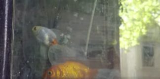 Un tribunal argentino reconoció derechos a dos peces y ordenó su rescate por maltrato