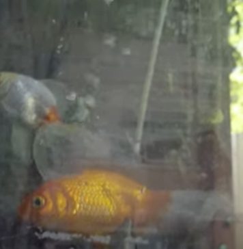 Un tribunal argentino reconoció derechos a dos peces y ordenó su rescate por maltrato