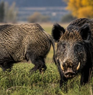 Una provincia impulsará la venta de “carnes salvajes” para fomentar “proteínas alternativas”